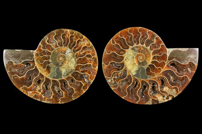 Bargain, Cut & Polished Ammonite Fossil - Madagascar #150916